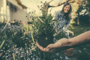 como ganhar dinheiro plantando árvores?