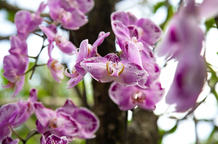 semeadura de orquideas