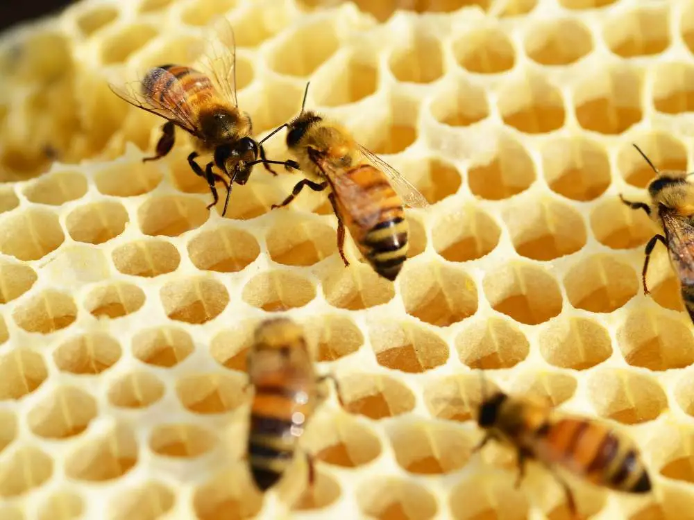 Criação de abelhas